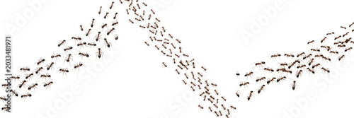 Foto Swarm of army ants marching, Eciton burchellii, Formicidae family, nomadic preda