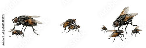 Foto Swarm of dung flies, Scathophaga stercoraria, Scathophagidae family, coprophagou
