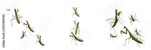 Foto Swarm of mantidflies, Mantispa styriaca, Mantispidae family, raptorial forelegs