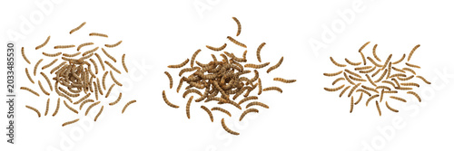 Fotografía Swarm of inchworms, Operophtera brumata, Geometridae family, winter moth looping