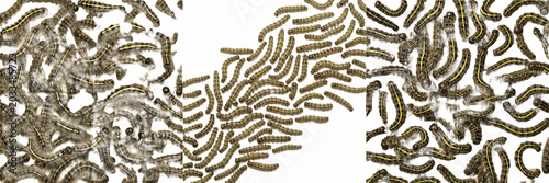 Fotografía Swarm of beetle larvae mixed, Scarabaeidae Elateridae Tenebrionidae families, so
