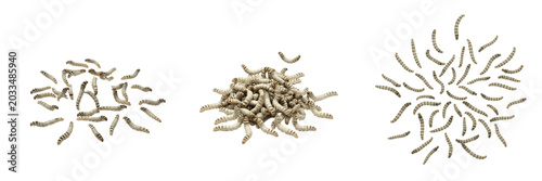 Photos Swarm of processionary caterpillars, Thaumetopoea pityocampa, Thaumetopoeidae fa