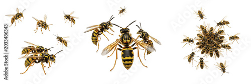Bild auf Leinwand Swarm of mud dauber wasps, Sceliphron caementarium, Sphecidae family, thread-wai