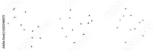 Fotografija Swarm of insects high density cluster, Harmonia axyridis, multicolored asian lad
