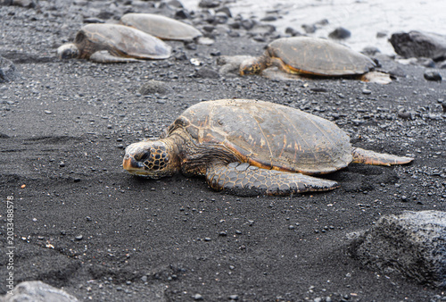 turtles on the beach