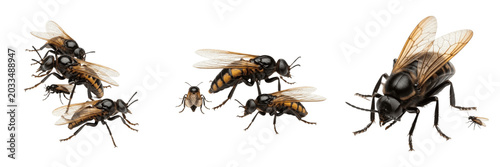Bild auf Leinwand Swarm of insects top view, Musca domestica, housefly dorsal perspective axial sy
