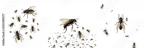 Foto Swarm of insects semi-transparent wings, Apis mellifera, honeybee clear flight m