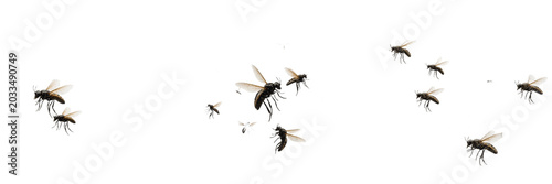 Schilderij op canvas Swarm of insects natural movement, Bombus terrestris, bumblebee organic foraging
