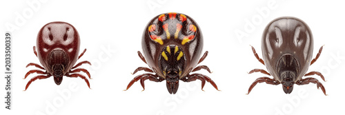 Fotografie cattle tick isolated on white background, rhipicephalus microplus