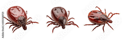 Tableau sur toile Goat tick, Rhipicephalus bursa, realistic texture, Ixodidae family, caprine ecto