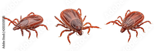 Foto Brown dog tick, Rhipicephalus sanguineus, macro photography perspective, Ixodida