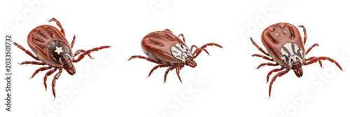 Foto Lone star tick, Amblyomma americanum, distinct dorsal scutum marking profile, Ix