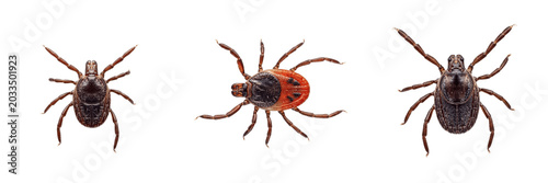 Photos Deer tick, Ixodes scapularis, detailed legs visible, Ixodidae family, blacklegge
