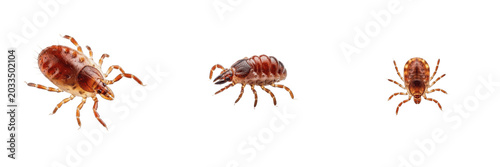 Photos Tick larvae, Ixodes ricinus species, single specimen magnification, Ixodidae fam