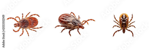 Canvas Print Tick nymph, Ixodes scapularis, macro detail view, Ixodidae family, eight-legged