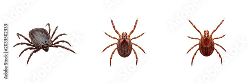 Quadro su tela Tick with extended legs, Ixodes ricinus, questing posture positioning, Ixodidae