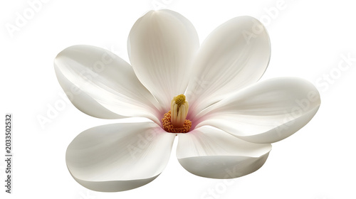 A beautiful, delicate white magnolia flower with soft petals and a vibrant center, isolated on a white background.