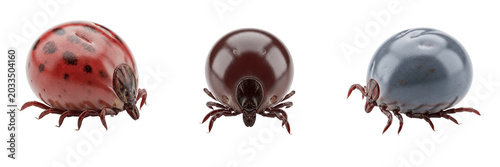 Obraz na płótnie Engorged cattle tick, Rhipicephalus microplus, fully distended body profile, Ixo