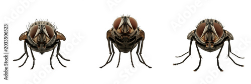 Foto Face fly, Musca autumnalis, cattle ocular secretions feeder, Muscidae family, pi