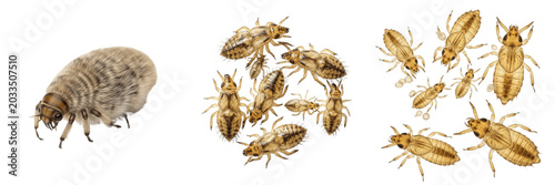 Foto Poultry lice, Menacanthus stramineus, chicken body louse specimen, Menoponidae f