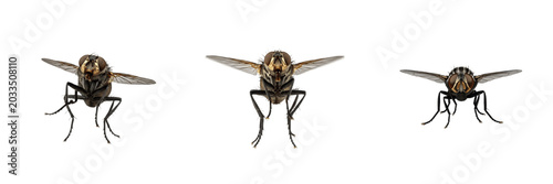 Canvas Print Fly in landing pose, Musca domestica, tarsus contact deceleration alignment, Mus