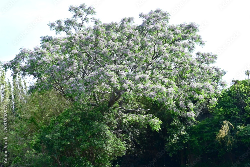 Fototapeta premium Chinaberry (Melia azedarach) flowers. Meliaceae deciduous medicinal plant. It produces numerous pale purple, five-petaled flowers in early summer.