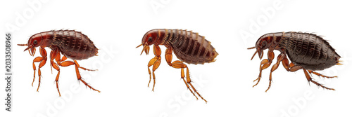 Картината върху платно Cat flea, Ctenocephalides felis, macro anatomy view, Pulicidae family, feline do