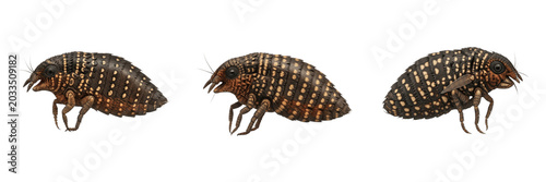 Fotografi Flea side profile, Ctenocephalides felis, lateral view layout framing, Pulicidae