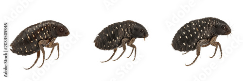 Εκτύπωση καμβά Flea underside, Ctenocephalides felis, ventral perspective alignment, Pulicidae