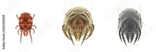 Fotografia Mite, Dermanyssus gallinae, microscopic style imaging, Dermanyssidae family, pou