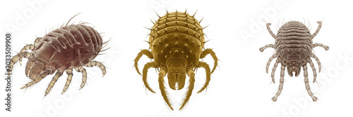 Quadro em tela Scabies mite, Sarcoptes scabiei var canis, epidermal burrowing track profile, Sa