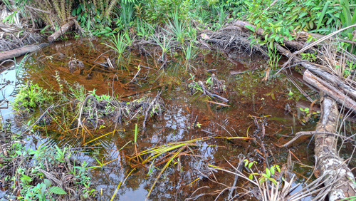 Foto A damaged swamp forest ecosystem with cut timber and decomposing plant matter submerged in dark brown acidic water