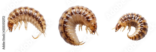 Tableau sur toile Maggot extreme close-up, Musca domestica, mouth hooks cephalopharyngeal skeleton