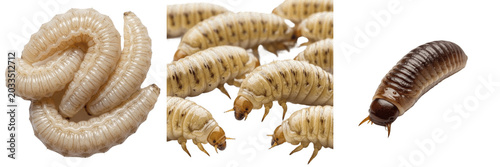 Photos Maggot texture detail, Musca domestica, cuticle segments microstructures, Muscid