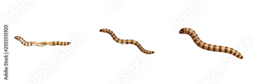 Fotografia Worm stretched, Ascaris lumbricoides, linear axis body elongation layout, Ascari