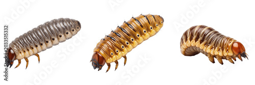 Fotografia Cattle grub, Hypoderma lineatum, common cattle botfly larva specimen, Oestridae