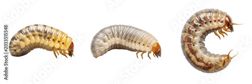 Schilderij op canvas Parasite grub, Gasterophilus intestinalis, horse stomach botfly larva specimen,