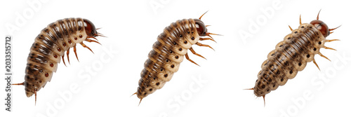 Tableau sur toile Larva segmented body, Oestridae family, transverse segment rings configuration,