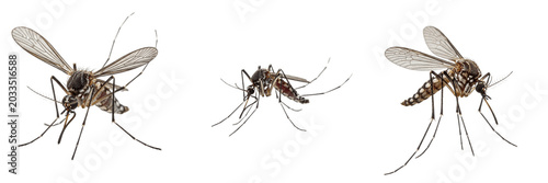 Photos Mosquito farm pest, Culex pipiens, Culicidae family, dipteran hematophagous dise