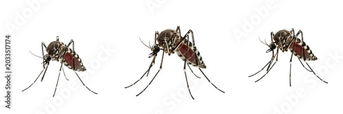 Tableau sur toile Mosquito extreme close-up, Anopheles freeborni, ommatidia facets grid, Culicidae