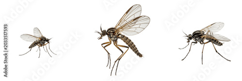 Fotografie Gnat, Sciara hemerobioides, dark-winged fungus gnat, Sciaridae family, nematocer