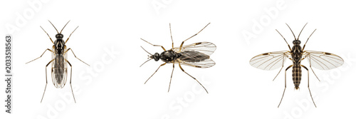 Bilde på lerret Midge top view, Chironomus tentans, dorsal symmetry alignment, Chironomidae fami