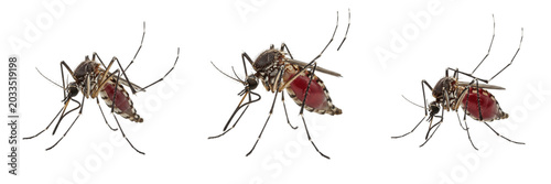 Foto Mosquito feeding pose, Anopheles quadrimaculatus, angled abdomen blood suction,