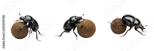 Foto Dung beetle rolling pose, Scarabaeus viettei, copris ball manipulation stance, S