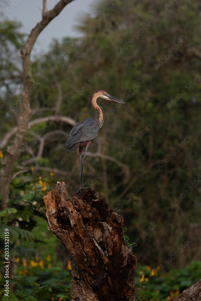 Obraz premium Goliath Heron perched along the river Nile, Uganda 