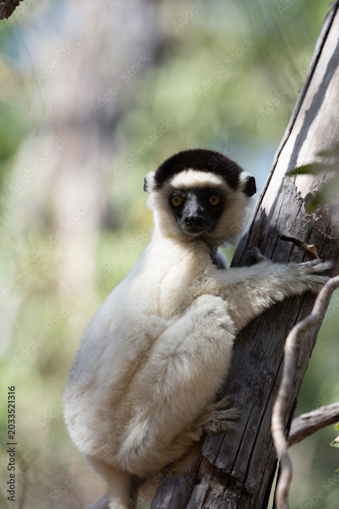 Naklejka premium Sifaka Lemur perched in a tree