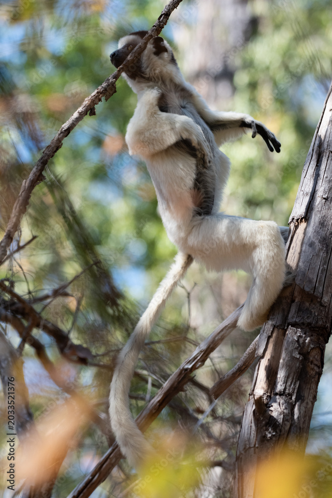Fototapeta premium Sifaka Lemur jumping between the trees