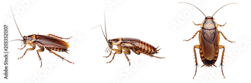 Obraz na plátně Cockroach macro, Blattella germanica, german cockroach cephalic structure, Ectob