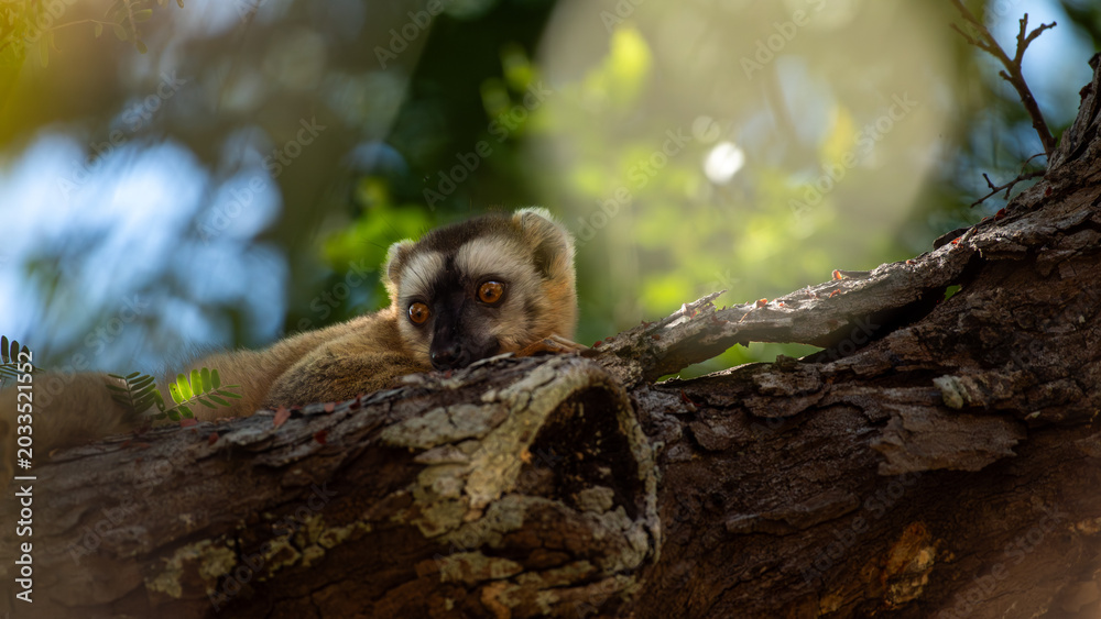 Fototapeta premium Red-Fronted Lemur in Madagascar