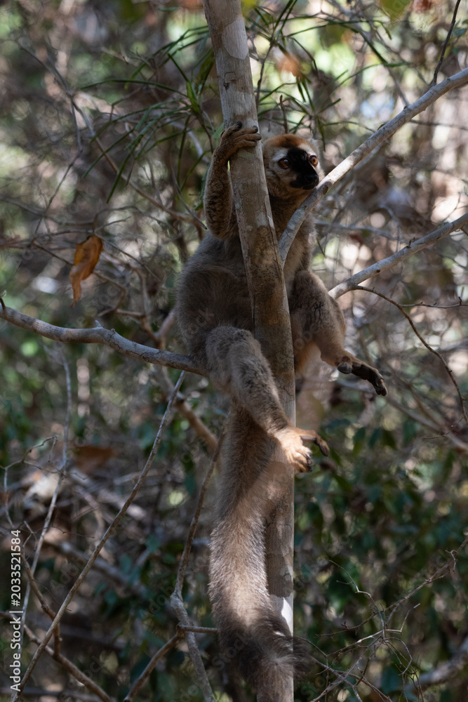 Fototapeta premium Red-Fronted Lemur casually hanging out in Madagascar